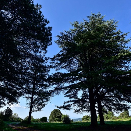 Punta Maseinnera. Rimboschimento di conifere (pini e cedri) nelle falde orientali (foto Ivo Piras)