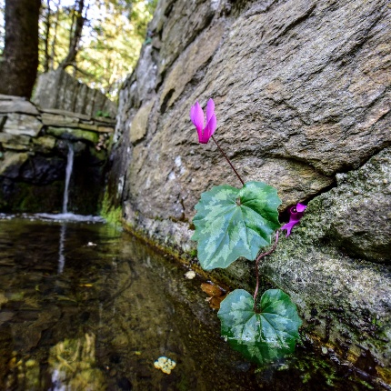 Fonte Cantaru 'e Prammuttu. Ciclamino selvatico (foto Ivo Piras)
