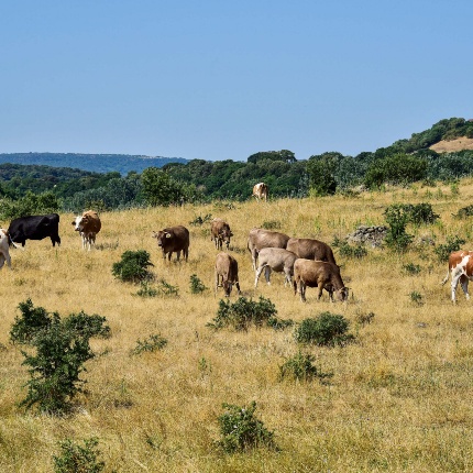 Paesaggio agrario con bovini al pascolo (foto Ivo Piras)