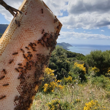 Miele zona marina Leonardo Carta