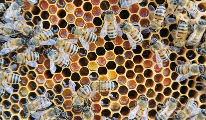 Prodotti Apicoltura Pinna