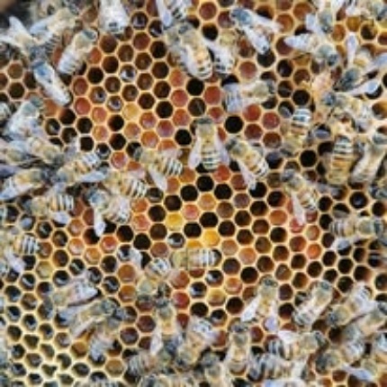 Prodotti Apicoltura Pinna (foto Facebook, profilo del locale)