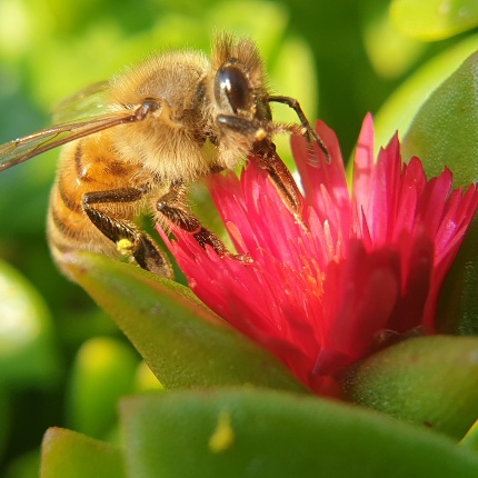 Miele Monte Minerva Leonardo Carta