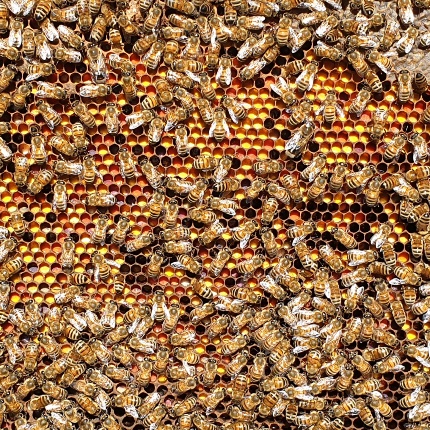 Api Miele Monte Minerva Leonardo Carta