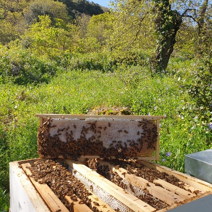 Arnie Miele Monte Minerva Leonardo Carta