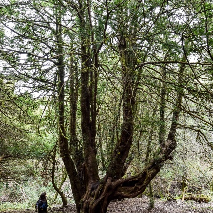 Tasso monumentale (foto Ivo Piras)