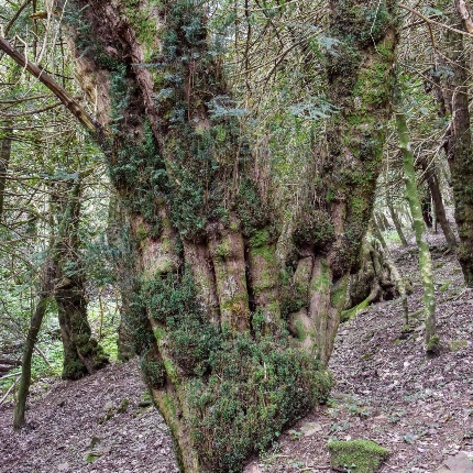 Tasso monumentale (foto Ivo Piras)