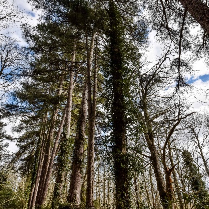 Bottida, bosco di Monte Rasu (foto Ivo Piras)