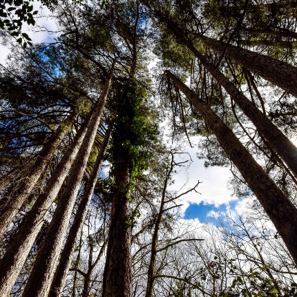 Bosco di Monte Rasu (foto Ivo Piras)