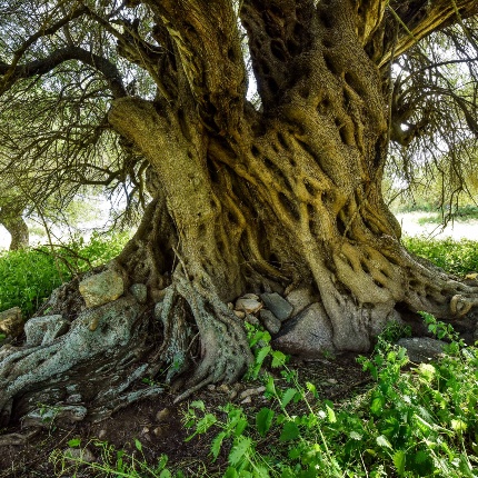Olivastro millenario di s’Orculana (foto Ivo Piras)