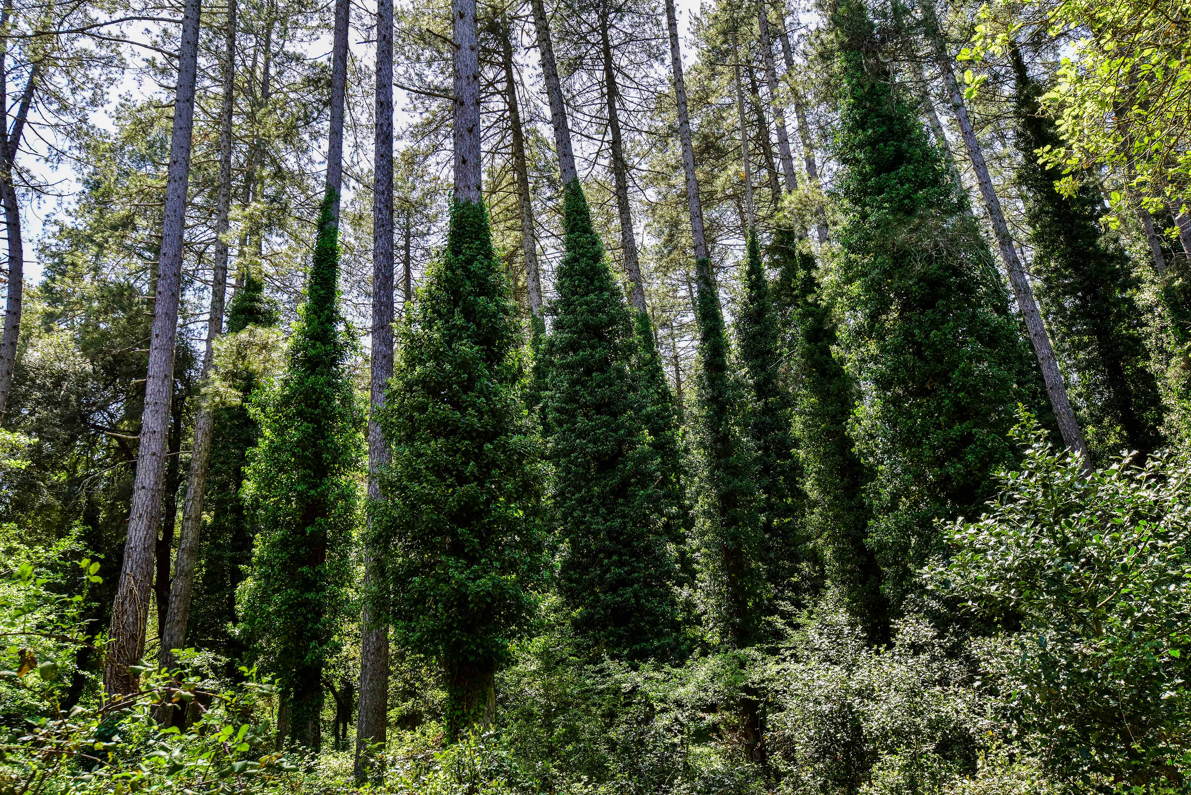 Foresta di Sa Fraigada. Scorcio di pini neri (foto Ivo Piras)