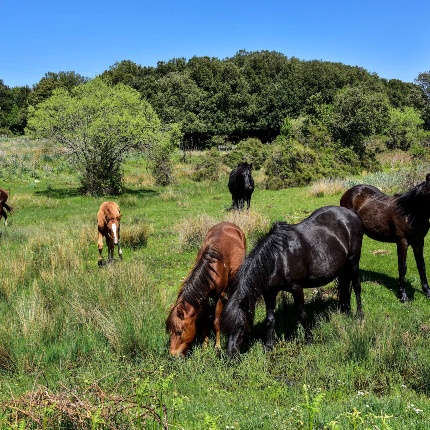 Sa Fraigada. Cavalli al pascolo (foto Ivo Piras)