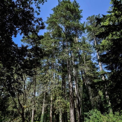 Esemplari di pino laricio (foto Ivo Piras)