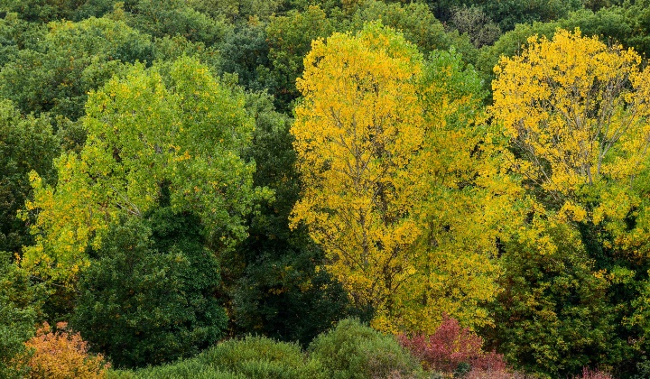 Veduta autunnale della foresta