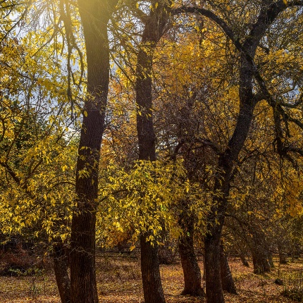 Foresta Burgos. Frassini in habitus autunnale (foto Ivo Piras)