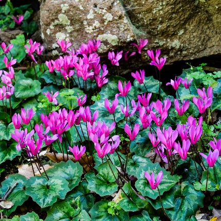 Ciclamini primaverili (foto Ivo Piras)
