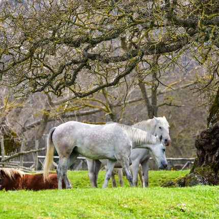 Cavalli al pascolo (foto Ivo Piras)