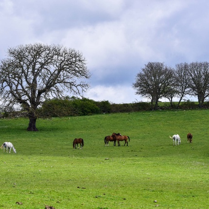 Cavalli al pascolo (foto Ivo Piras)