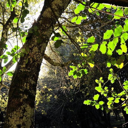 Anela Bosco di Aneleto (foto Ivo Piras)