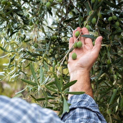Agricoltore controlla le olive ancora in fase di maturazione (foto Francesco Mou - stock.adobe.com)