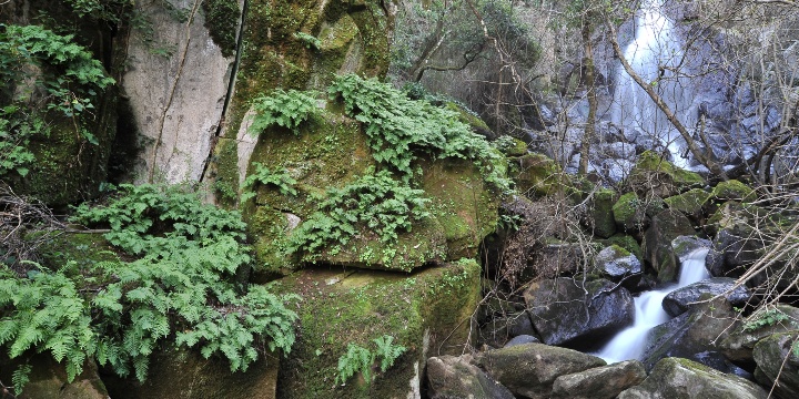 Bonorva, Parco Mariani. Stream with a small waterfall.