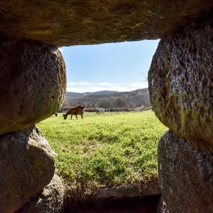 Vista all'esterno del nuraghe delle capre al pascolo (foto Ivo Piras)