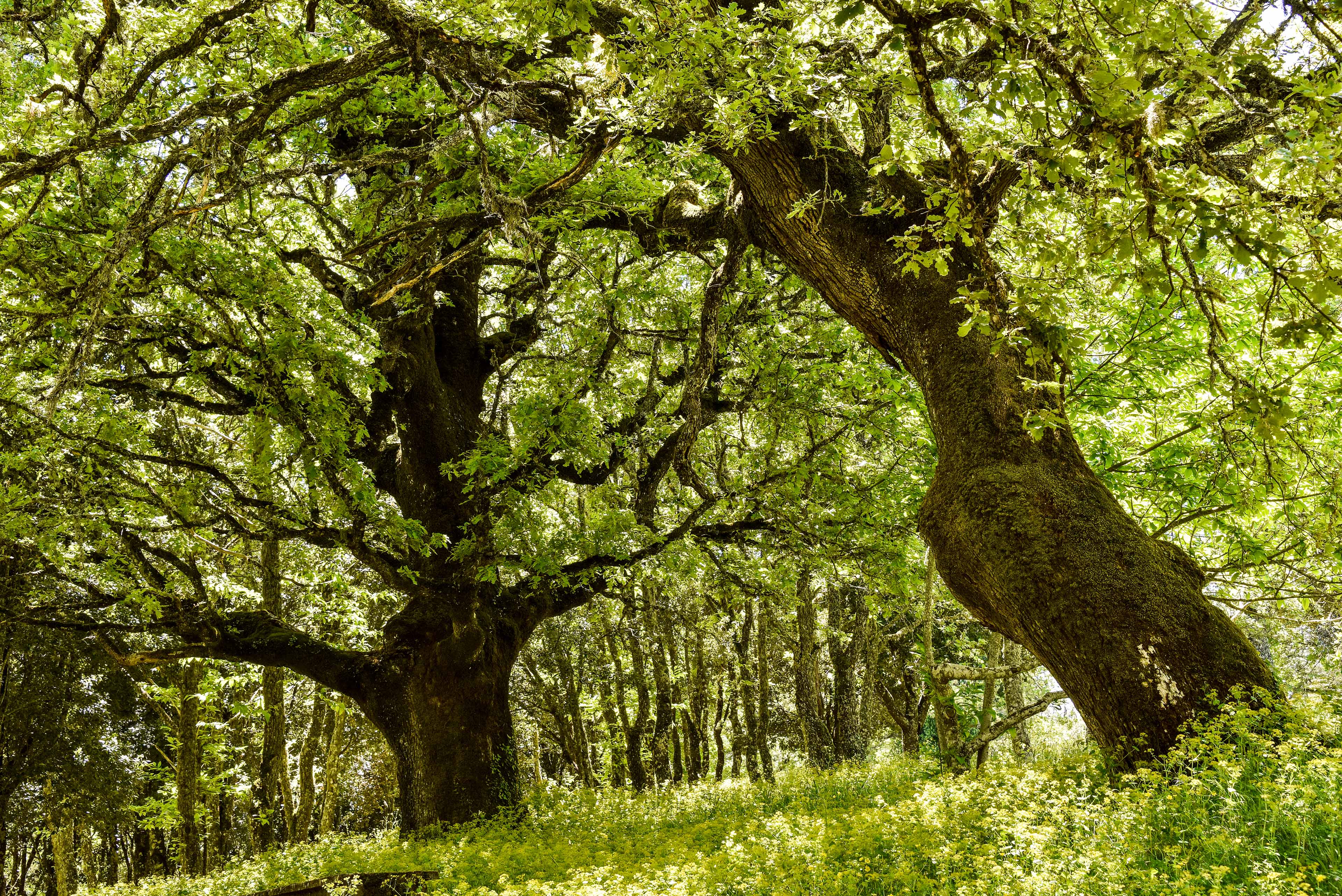 Alcuni esemplari di roverella all'interno del parco