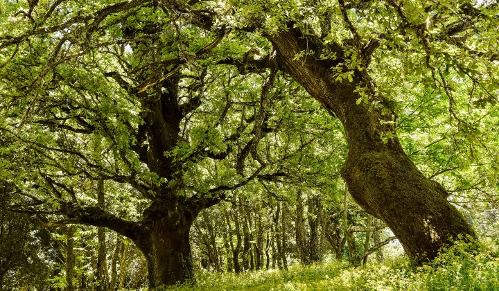 Alcuni esemplari di roverella all'interno del parco