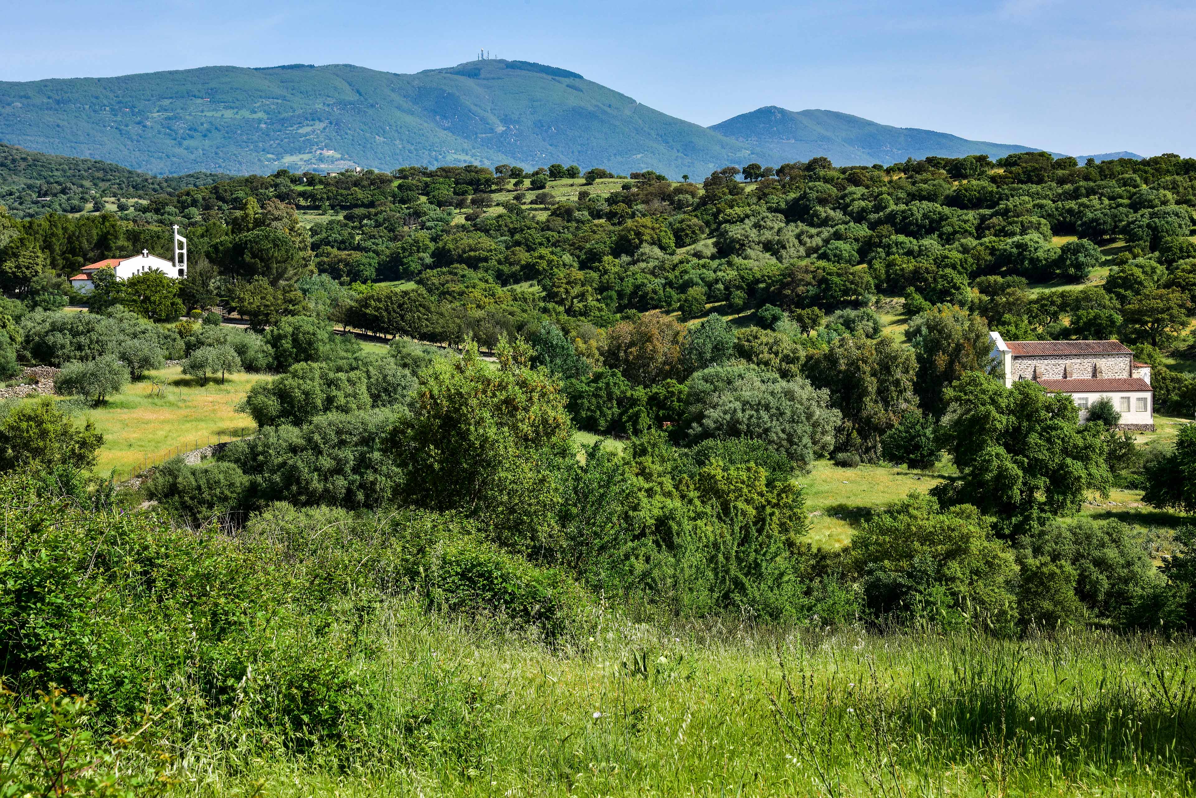 Panoramica del santuario con le tre chiese immerse nel verde (foto Ivo Piras)