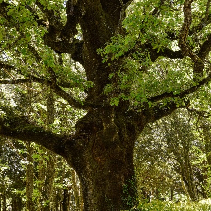 Iscuvudè. Roverella (foto Ivo Piras)