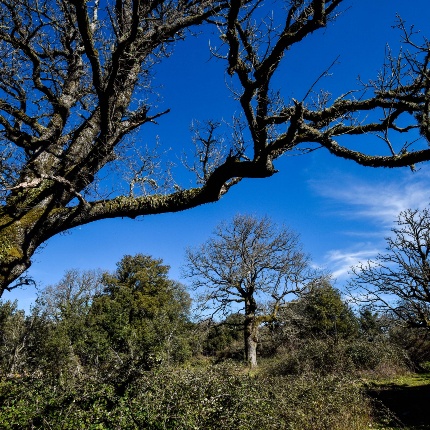 Bilinzana. Roverelle (foto Ivo Piras)
