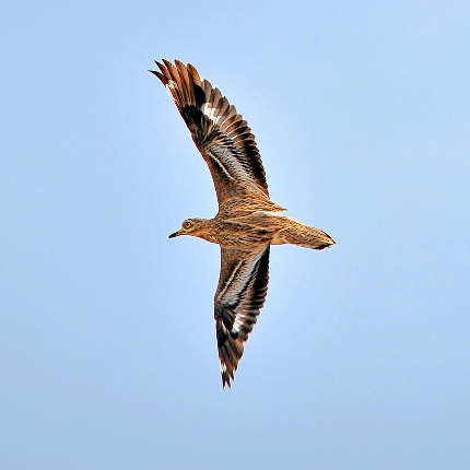 Occhione in volo (foto Ivo Piras)