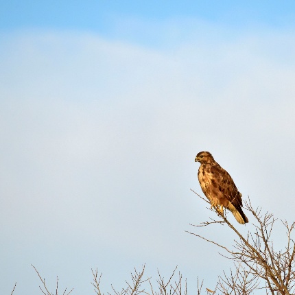 Poiana sarda (foto Ivo Piras)