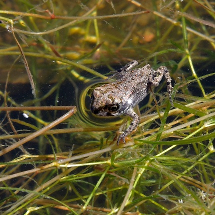 Discoglosso (foto Ivo Piras)