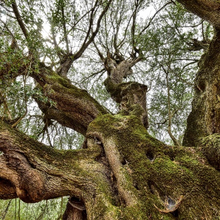 Olivastro millenario di Ballarios (foto Ivo Piras)
