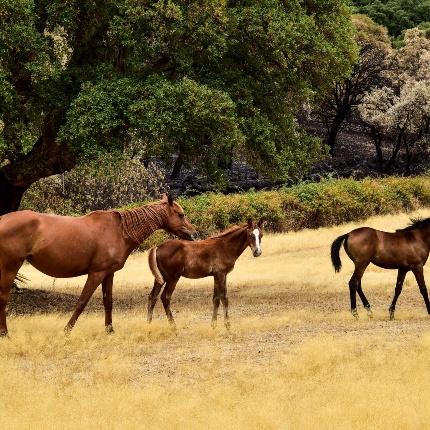 Cavalli al pascolo in territorio di Sa Mandra Noa, 2 km a sud-ovest del nuraghe Voes (foto Ivo Piras)