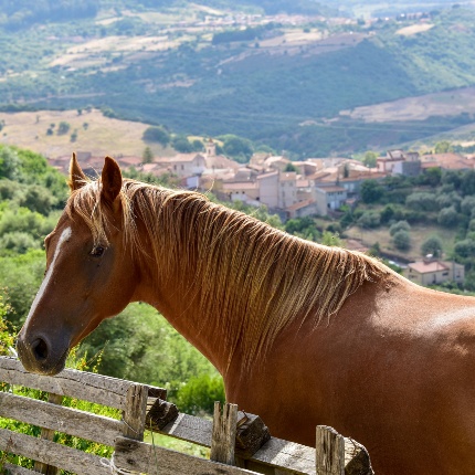 Cavallo nelle campagne del paese (foto Ivo Piras)