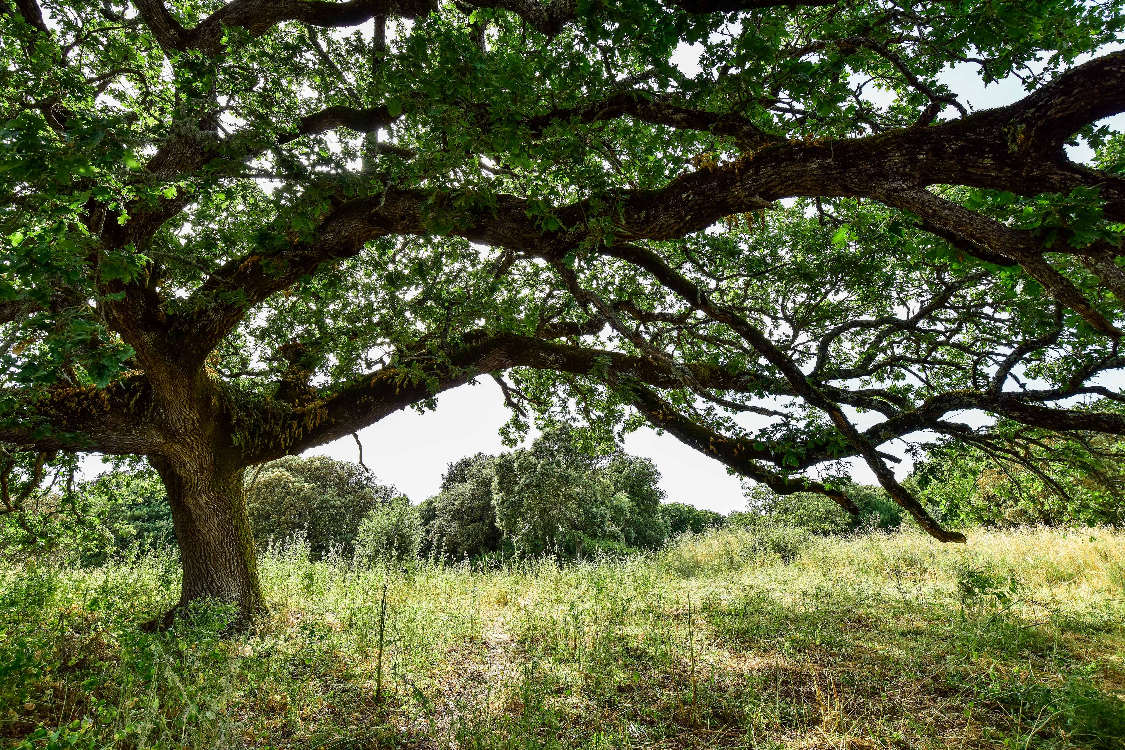 Albero monumentale di quercia contorta (Quercus congesta) (foto Ivo Piras)