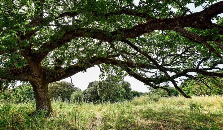 Albero monumentale di quercia contorta (Quercus congesta)
