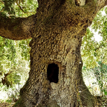 Leccio monumentale (Quercus ilex) (foto Ivo Piras)