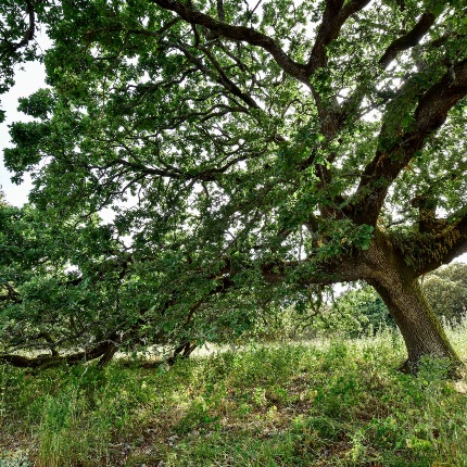 Leccio (Quercus ilex) (foto Ivo Piras)