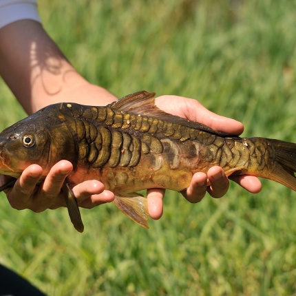 Pesca della carpa sul lago Coghinas (foto Ivo Piras)